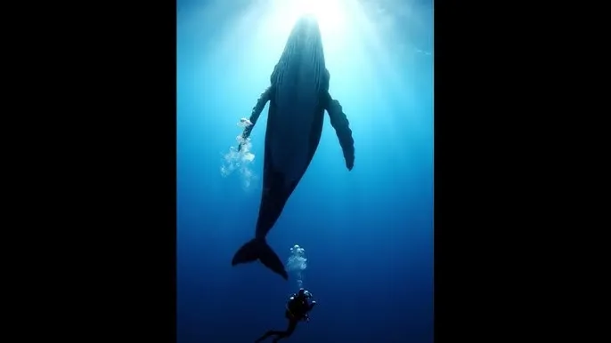 五大战区司令员 - 深蓝星球：探索海洋深处的未知世界